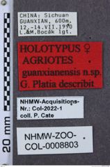 Etikette zu Agriotes guanxianensis (NHMW-ZOO-COL-0008803)